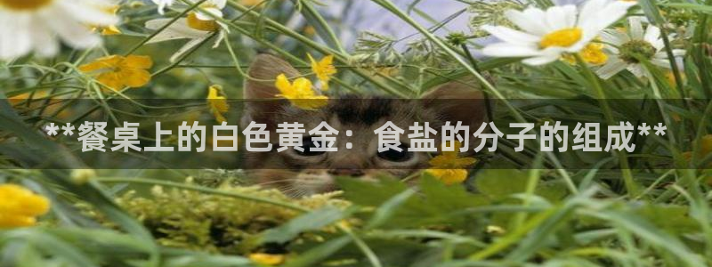 威九国际图片
